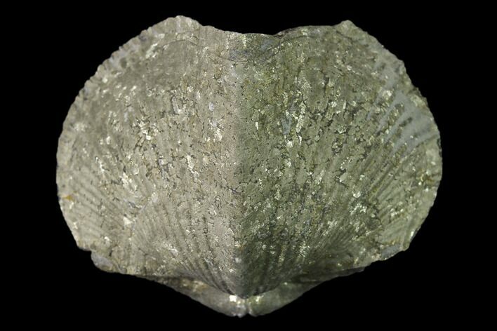 Pyrite Replaced Brachiopod (Paraspirifer) Fossil - Ohio #135563